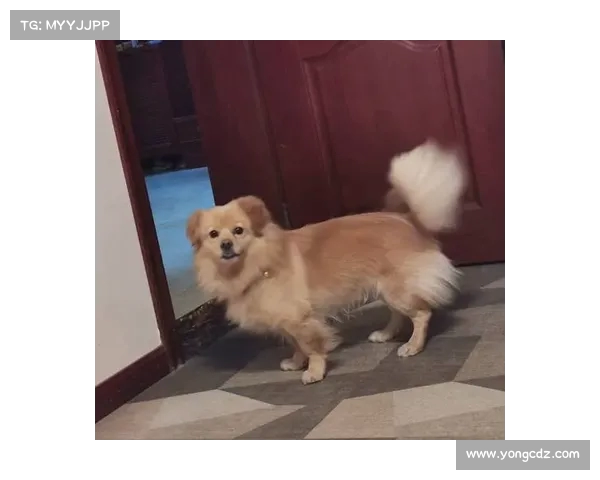 人性何以堕落:妙龄女命丧杂交犬事件引发警方深思(杂交犬是什么意思) 人性何以堕落:妙龄女命丧杂交犬事件引发警方深思(杂交犬是什么意思)